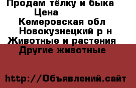 Продам тёлку и быка. › Цена ­ 27 000 - Кемеровская обл., Новокузнецкий р-н Животные и растения » Другие животные   
